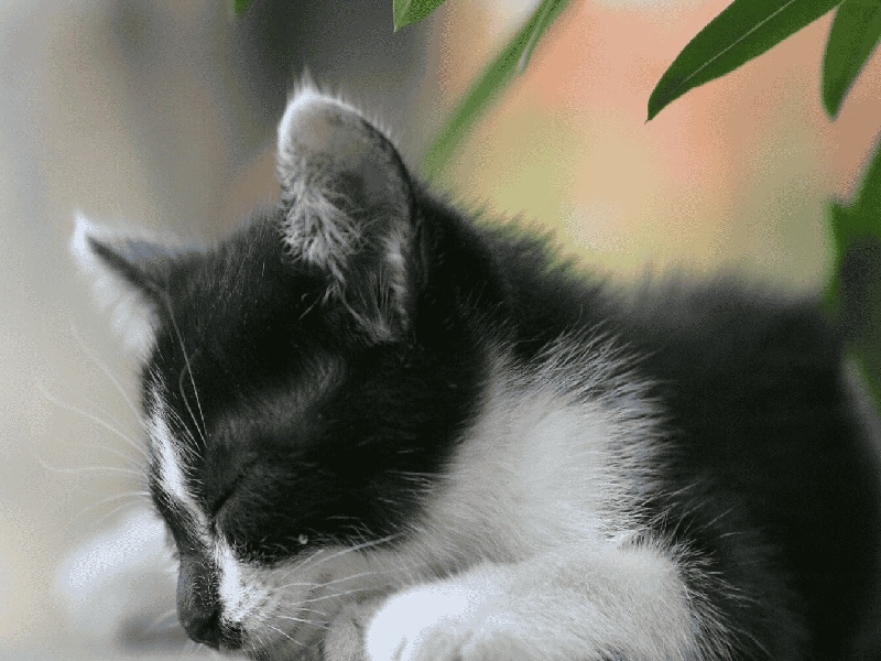 模特试管生孩子（试管做宫腔镜最佳时间）